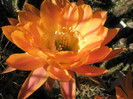 Daydream - floare 3