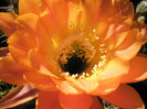 Daydream - detaliu floare