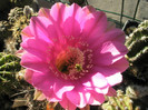 Syncopation - floare 2