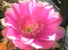 Syncopation - floare 2