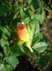 Crown Princess Margareta • AUSwinter (Shrub.  English Rose Collection)