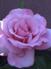 margo (pharma rose)