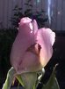 sissi (pharma rose)