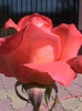 DSC01606