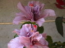 Picture 053