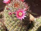 1. berbec-cactus