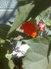abutilon caramiziu