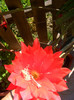 Epiphyllum