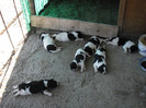 catei 11 zile