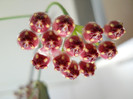 hoya wayetii