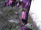 clematis ARABELLA