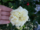 ELFE ROSEN TANTAU