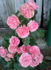 MARIA THERESIA ROSEN TANTAU