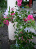 EXCELSA