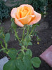 CAPUCINO ROSEN TANTAU