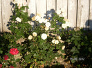 NECUNOSC ROSEN TANTAU