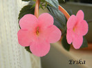 Jay Dee Pink 19-06-2012