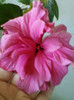 19 iunie 2012-flori 013