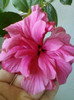 19 iunie 2012-flori 015