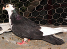 10pn(2012)