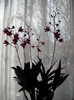 Dendrobium-Berry - oda