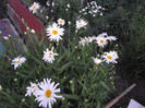 margarete