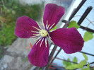 Clematis Niobe (2012, June 20)