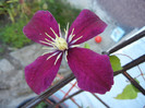 Clematis Niobe (2012, June 20)