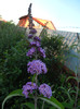 Buddleja davidii Purple (2012, Jun.16)