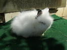 Tineret Angora 2012 002