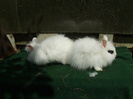 Tineret Angora 2012 004