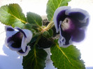 IMAG0027