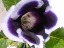 IMAG0030