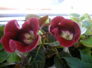 IMAG0041