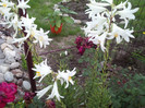 Photo009