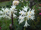 Photo010
