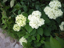 Photo007