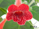 Edith 15-06-2012'