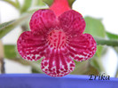 Blizzards Lady in Red 19-06-2012'