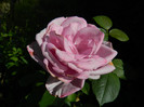 DSCN8376