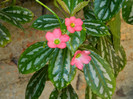 DSCN8420