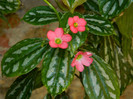 DSCN8421