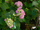 DSCN8423