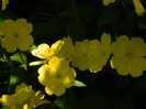 DSCN8425