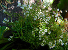 DSCN8429
