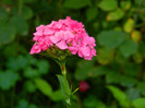 DSCN8466