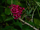 DSCN8467