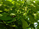 DSCN8468