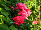 DSCN8471