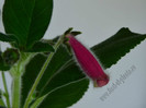 Kohleria Yfs Leah